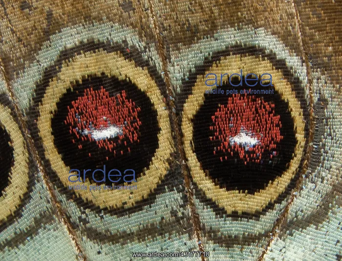 : Blue morpho butterfly wings : Blue morpho butterfly wings