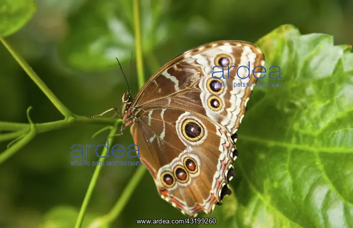: Blue Morpho Butterfly with Wings Folded : Blue Morpho Butterfly with Wings Folded