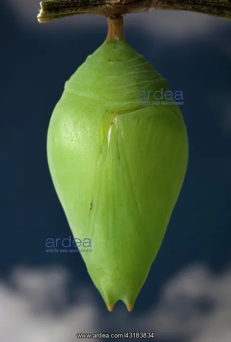 : Blue morpho chrysalis : Blue morpho chrysalis