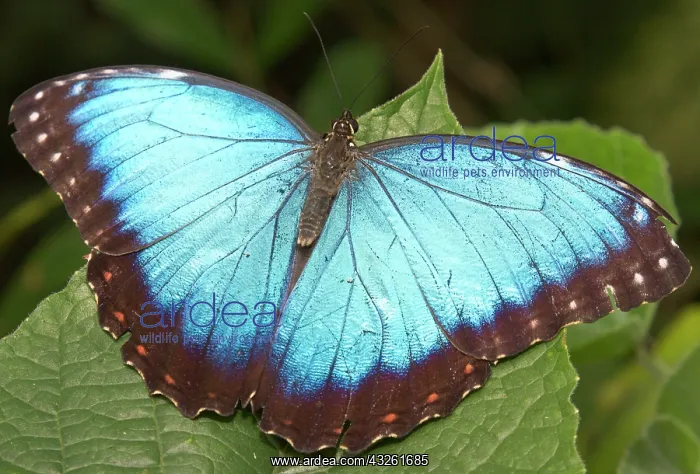 : Blue Morpho (Morpho) butterfly, Green Hills : Blue Morpho (Morpho) butterfly, Green Hills