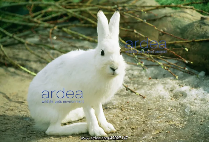 : Blue / Mountain / Arctic / Siberian HARE - in Winter coat : Blue / Mountain / Arctic / Siberian HARE - in Winter coat