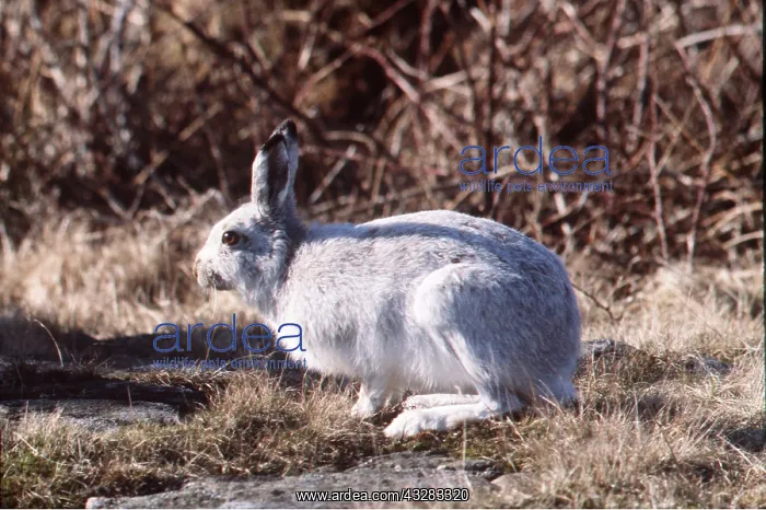 : Blue / Mountain HARE : Blue / Mountain HARE