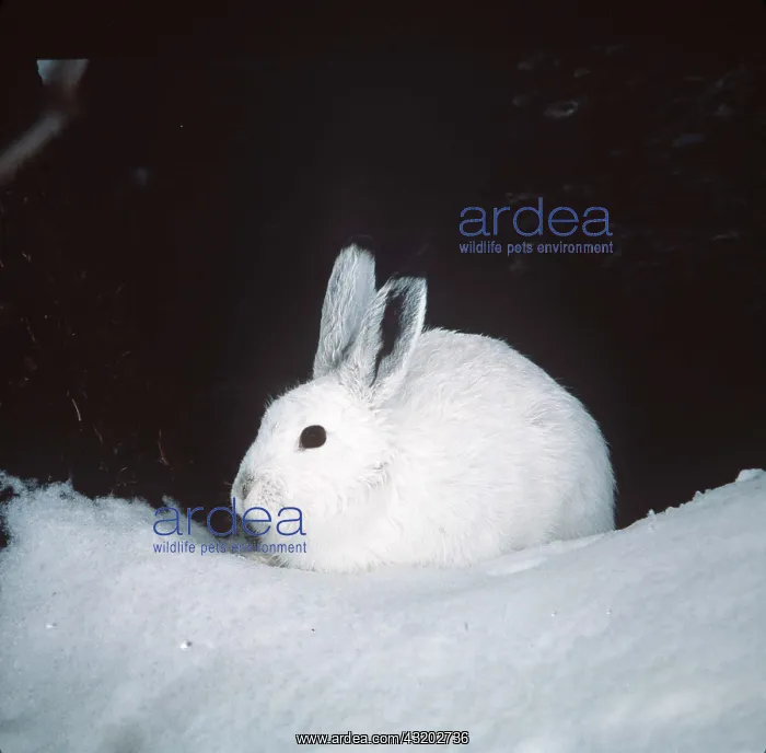 : Blue / Mountain HARE - in snow : Blue / Mountain HARE - in snow