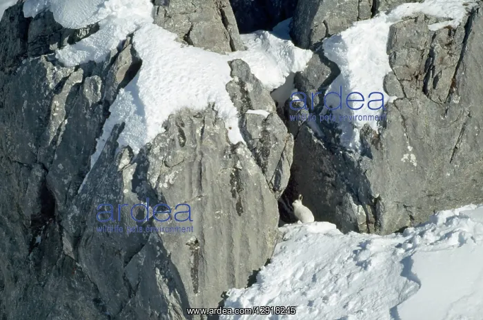: Blue / Mountain HARE - in winter : Blue / Mountain HARE - in winter