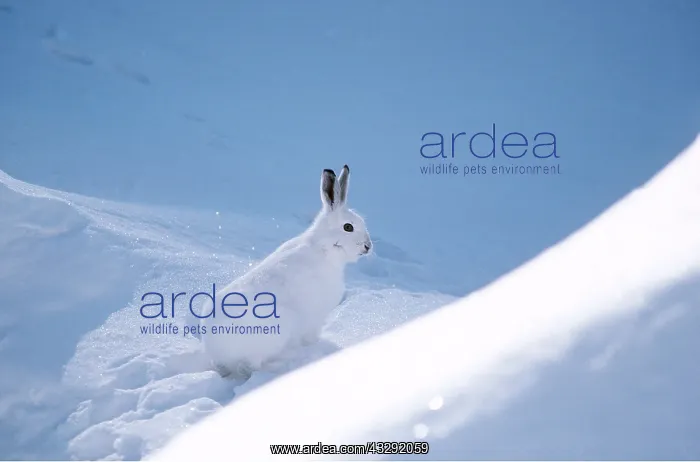 : Blue / Mountain HARE - in winter : Blue / Mountain HARE - in winter