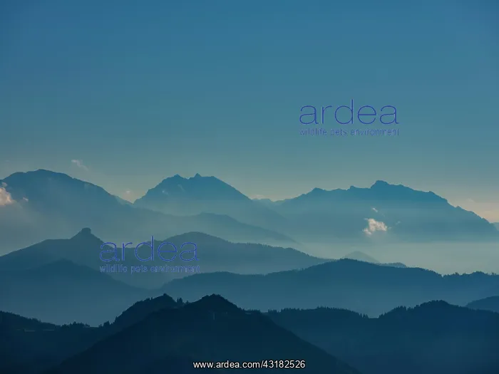 : Blue mountain silhouettes, Alpine panorama from : Blue mountain silhouettes, Alpine panorama from