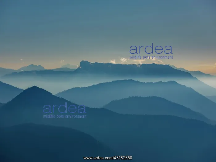 : Blue mountain silhouettes, alpine panorama from : Blue mountain silhouettes, alpine panorama from