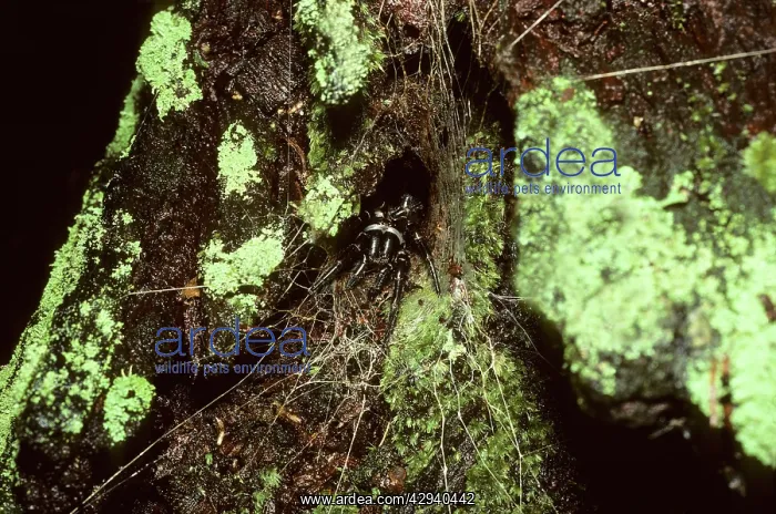 : Blue Mountains Funnel-web Spider - female at her : Blue Mountains Funnel-web Spider - female at her