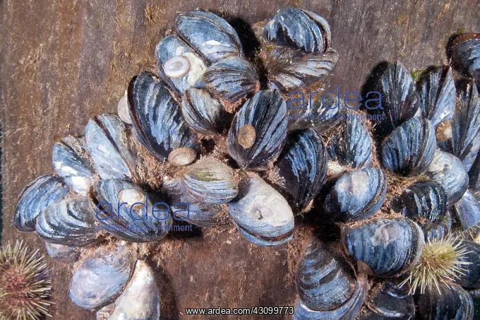 : Blue Mussels : Blue Mussels