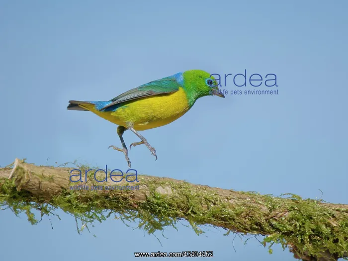 : Blue-naped Chlorophonia Chlorophonia cyanea Atlantic : Blue-naped Chlorophonia Chlorophonia cyanea Atlantic