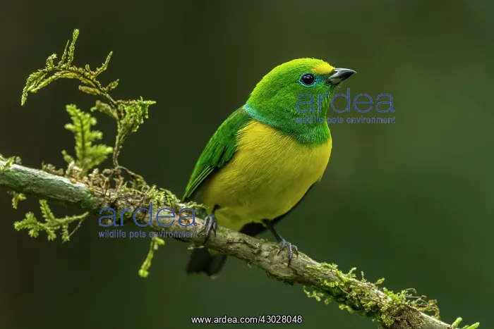 : Blue-naped Chlorophonia, Sierra Nevada de Santa : Blue-naped Chlorophonia, Sierra Nevada de Santa