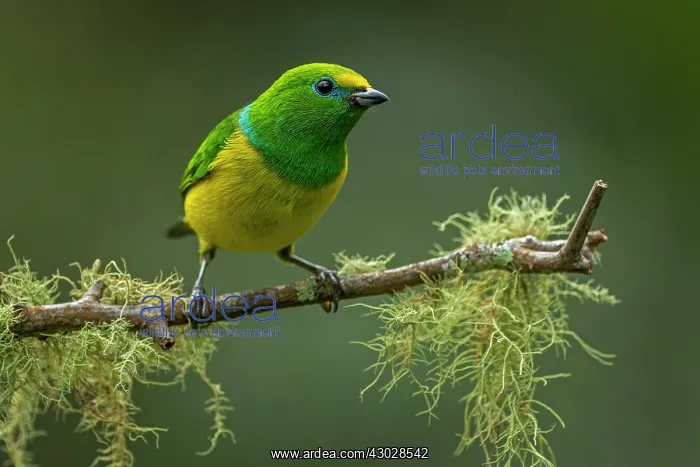 : Blue-naped Chlorophonia, Sierra Nevada de Santa : Blue-naped Chlorophonia, Sierra Nevada de Santa