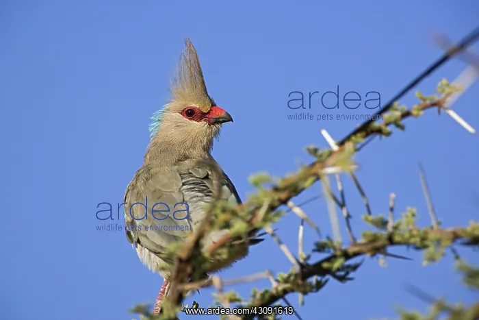  : Blue-Naped Mousebird