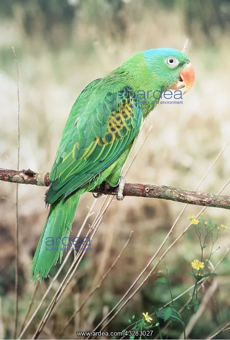 : BLUE-NAPED PARROT : BLUE-NAPED PARROT
