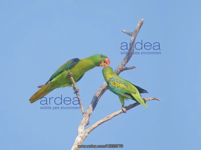 : Blue Naped Parrot courtship feeding Tanygnathus : Blue Naped Parrot courtship feeding Tanygnathus