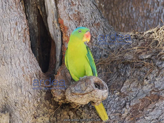 : Blue Naped Parrot at nest hole Tanygnathus lucio : Blue Naped Parrot at nest hole Tanygnathus lucio