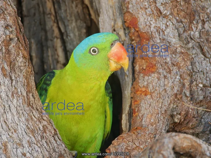 : Blue Naped Parrot at nest hole Tanygnathus lucio : Blue Naped Parrot at nest hole Tanygnathus lucio