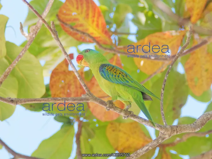 : Blue Naped Parrot Tanygnathus lucionensis Sabah : Blue Naped Parrot Tanygnathus lucionensis Sabah