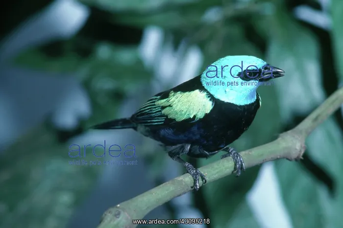 : Blue Necked Tanager : Blue Necked Tanager