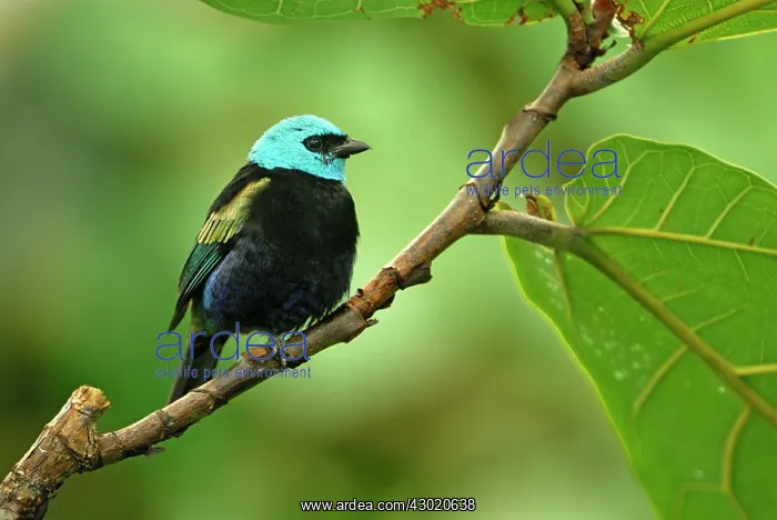 : Blue-necked Tanager controlled conditions : Blue-necked Tanager controlled conditions