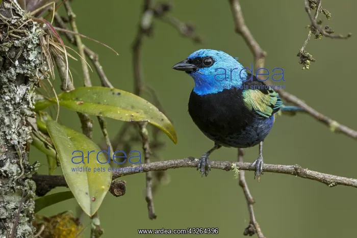 : Blue-necked Tanager (Tangara cyanicollis) Natural : Blue-necked Tanager (Tangara cyanicollis) Natural