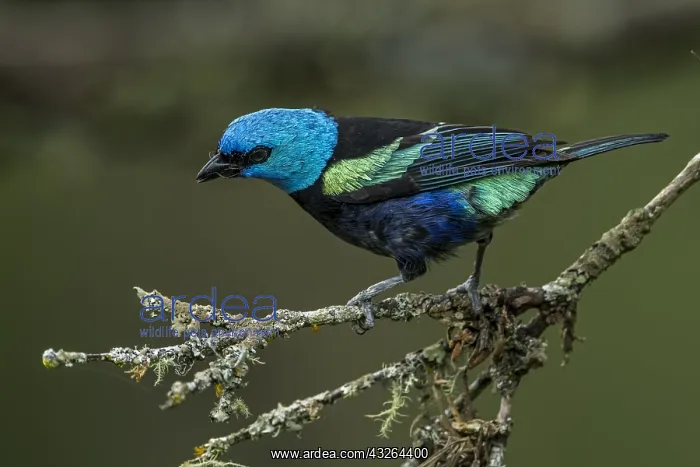 : Blue-necked Tanager (Tangara cyanicollis) Natural : Blue-necked Tanager (Tangara cyanicollis) Natural