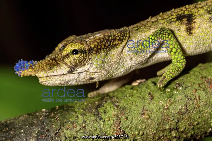  : Blue-nosed Chameleon (Calumma linotum), Montagne