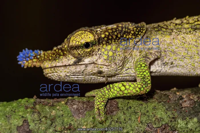 : Blue-nosed Chameleon (Calumma linotum), Montagne : Blue-nosed Chameleon (Calumma linotum), Montagne