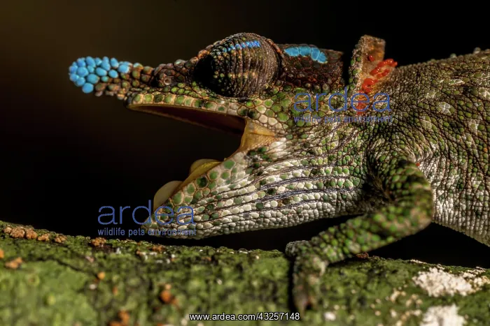 : Blue-nosed Chameleon (Calumma linotum), Montagne : Blue-nosed Chameleon (Calumma linotum), Montagne