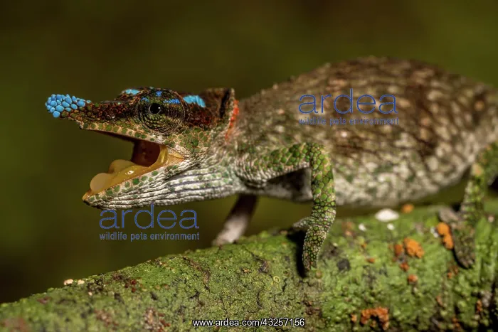 : Blue-nosed Chameleon (Calumma linotum), Montagne : Blue-nosed Chameleon (Calumma linotum), Montagne