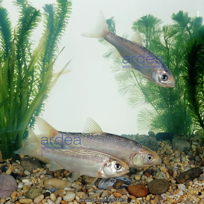  : Blue Orfe (Leuciscus idus)