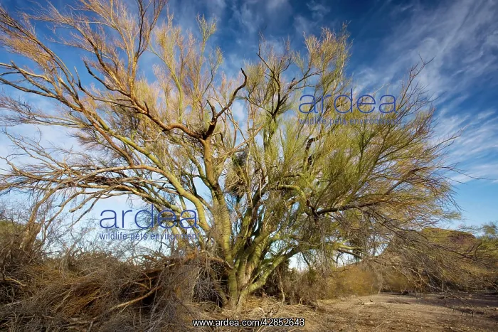 : Blue Palo Verde bush : Blue Palo Verde bush