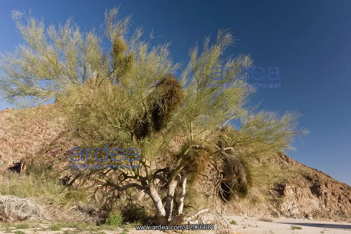 : Blue Palo Verde Tree - heavily infested with Desert : Blue Palo Verde Tree - heavily infested with Desert