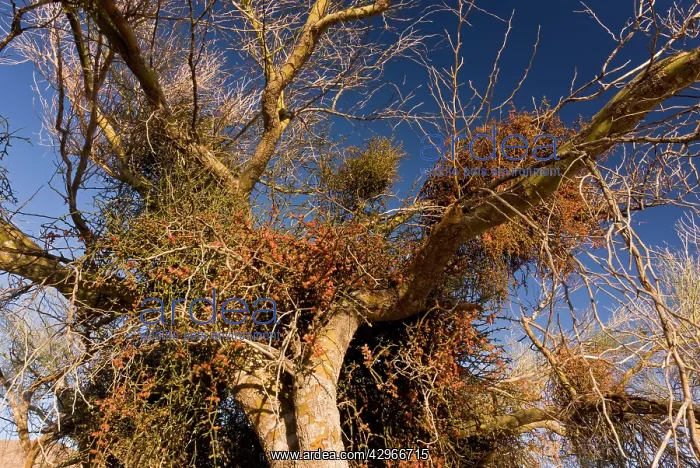 : Blue Palo Verde Tree - heavily-infested with Desert : Blue Palo Verde Tree - heavily-infested with Desert