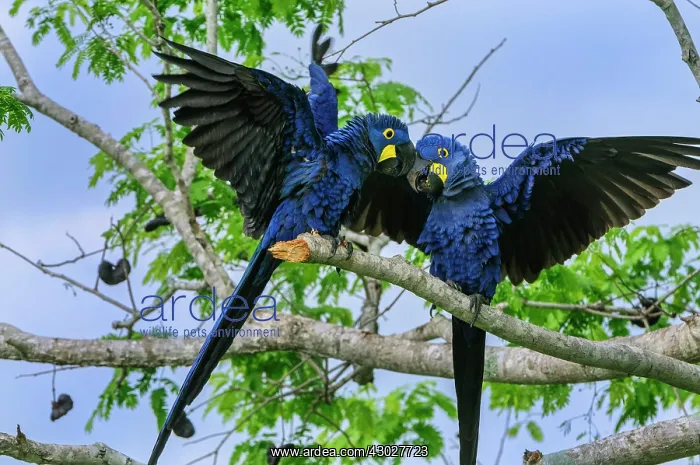 : Two blue parrots : Two blue parrots