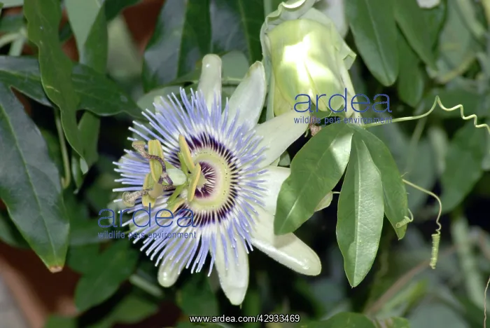 : Blue Passion Flower / Blue Crown Passion Flower : Blue Passion Flower / Blue Crown Passion Flower