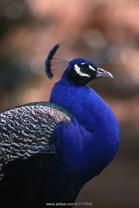 : Blue Peacock (Pavo cristatus) : Blue Peacock (Pavo cristatus)