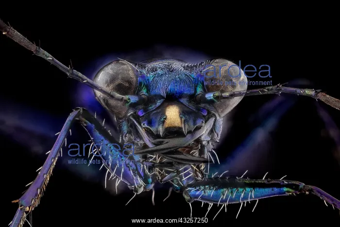 : Blue Peacock Tiger Beetle (Cicindelinae), subfamily 5X : Blue Peacock Tiger Beetle (Cicindelinae), subfamily 5X
