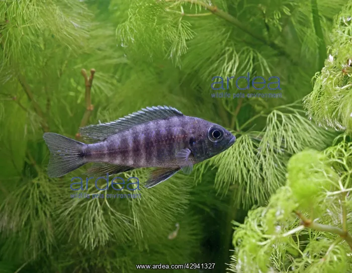 : Blue Peacock - side view, tropical freshwater : Blue Peacock - side view, tropical freshwater