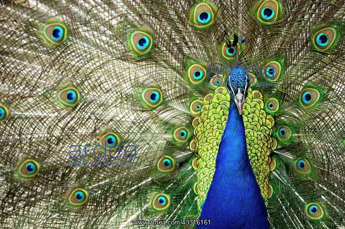  : Blue Peafowl (Pavo cristatus) male in courtship display