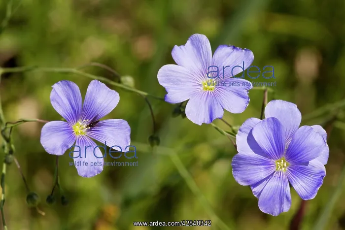 : Blue perennial flax : Blue perennial flax
