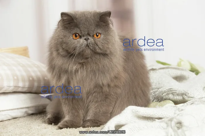 : Blue Persian cat indoors : Blue Persian cat indoors