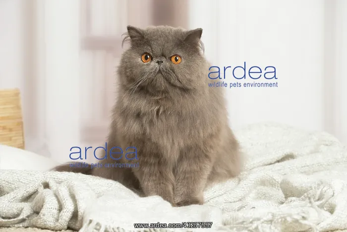 : Blue Persian cat indoors : Blue Persian cat indoors