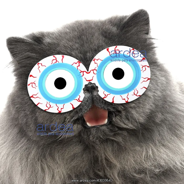 : Blue Persian Cat wearing bloodshot eye glasses smiling : Blue Persian Cat wearing bloodshot eye glasses smiling