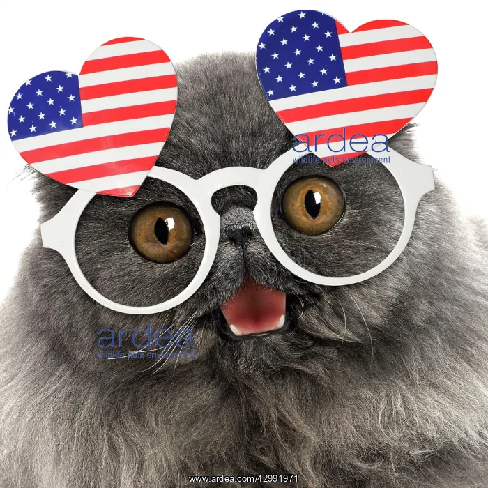 : Blue Persian Cat wearing heart shaped American flag glasses : Blue Persian Cat wearing heart shaped American flag glasses