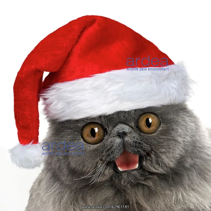 : Blue Persian Cat wearing red Christmas Santa hat : Blue Persian Cat wearing red Christmas Santa hat