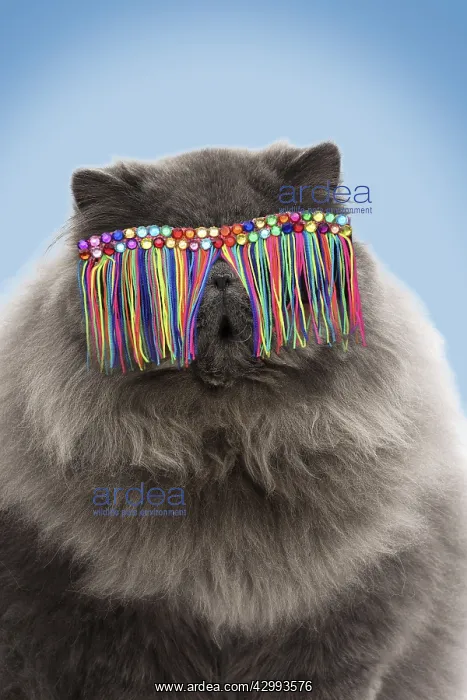 : Blue Persian Cat, wearing tassel sunglasses : Blue Persian Cat, wearing tassel sunglasses