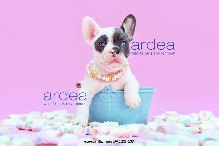 : Blue pied French Bulldog dog puppy in bucket between : Blue pied French Bulldog dog puppy in bucket between