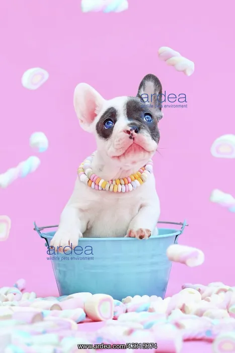 : Blue pied French Bulldog dog puppy in bucket between : Blue pied French Bulldog dog puppy in bucket between