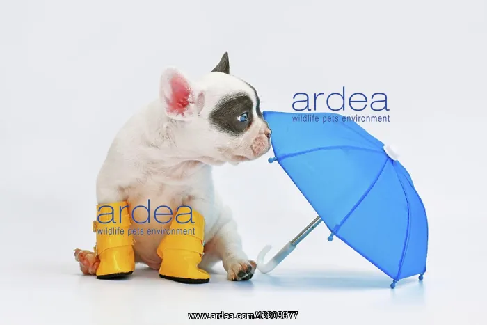 : Blue pied French Bulldog dog puppy with umbrella : Blue pied French Bulldog dog puppy with umbrella